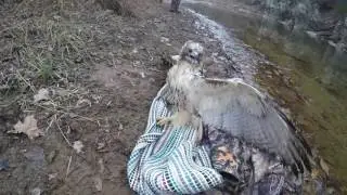Hunters saving a hawk