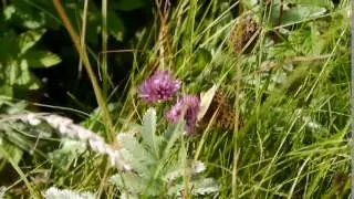 Dark Green Fritillary
