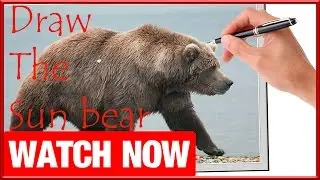 How To Draw The Sun bear - Learn To Draw - Art Space