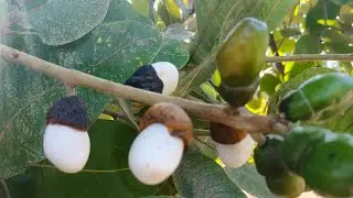 Originally White Biba Seeds 🌳📲:- 9284423197 { Safed Bhilawa For Sell }