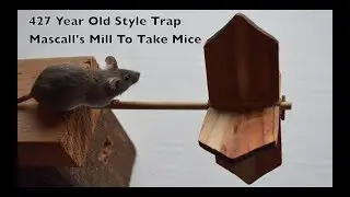 427 Year Old Style Mouse Trap In Action - Mascall's Mill To Take Mice