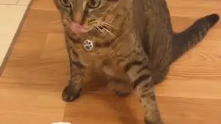 Cat Rings Dinner Bell for Food( Hilarious!!)