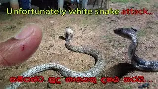 Unfortunately White Snake Attack -  Snakes Guardian