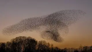 Waarom spreeuwen zulke spectaculaire wolken vormen