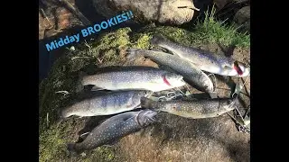 Midday LIMIT of BROOK Trout!!!