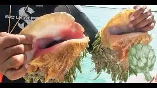 What is Conch? | Potluck Video