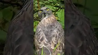 beautiful bird, the sharp eyes of an eagle #shorts #birdlovers #birdsounds