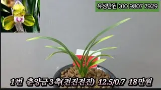 12월25일(목) 춘양금,동광,수사,원명,동광(전시작),천등,송죽,홍비단,삼홍,태극선  좋은 품종들 판매합니다. 많은 성원 부탁드립니다 #난초 반려식물 