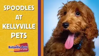 Spoodle Facts