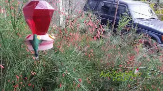 ZUMBADORCITO en bebedero (Puerto Rican Emerald, Riccordia maugaeus) END&Eacute;MICA de PR