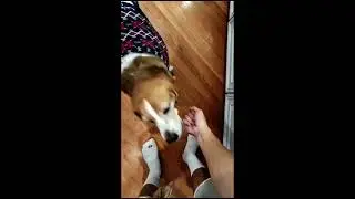 ragebaiting my fat dog