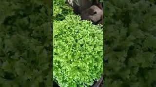 Rare Fern#Coral Fern
