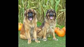 Fall Family Fun at Silver Meadows Pumpkin Patch (Errington, BC)