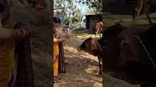 Gau seva #cow #care  #shorts