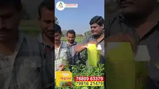 అగ్రిశైన్&zwnj;తో ఆరోగ్యమైన మిరప పంట #agrishine #chilli #thrips #growth #chillifarming #bestresult