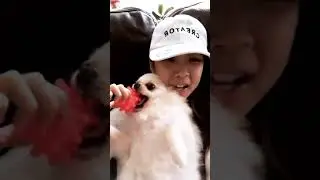 Miss Turkey(Yanki Din) Playing own dog with ex||Captured on instagram story
