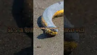#shorts The Enchanting Yellow-Bellied Sea Snake #short