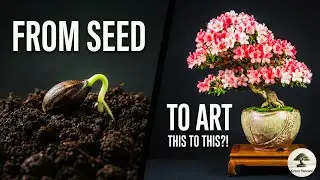 From Seed to Masterpiece 🌸 | Azalea Bonsai Growth Timelapse