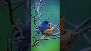 She Became Their Shelter &ndash; A Mother's Love in the Rain 💧❤️🥹#wildlife #naturelover #birds #ytshorts