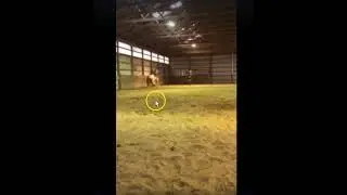 Horse Training 101 - Don't Trap A Horse & Don't Hit A Trapped Horse