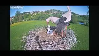 Alfelf Leine/DE🌾❗️ Brak pokarmu,gł&oacute;d zmusza bociany do karmienia swojego pisklęcia truchłem brata❗️