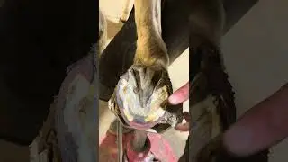 Why we hot fit #farrier #horsecare #hoofcare #equestrian #education #fyp #asmr #oddlysatisfying