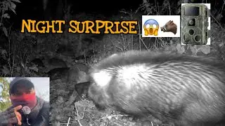 Day to Night Wildlife | Wild Boar Captured on Trail Cam 🌙🐗 | Wildlife Explorer