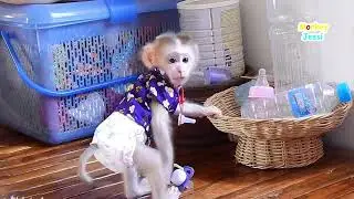 Dad did good job to take care baby monkey Paqui after mom