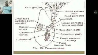 Paramedium by Dr. Keshar dev for B.Sc.I zoology