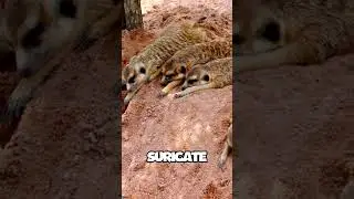 HOW ANIMALS LOOK WHEN THEY ARE SLEEPING #shorts #shortseua #youtube #youtubeshorts