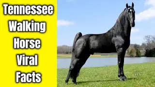 Tennessee Walking Horse Viral Facts | Tennessee Walking Horse Viral Facts & Figures