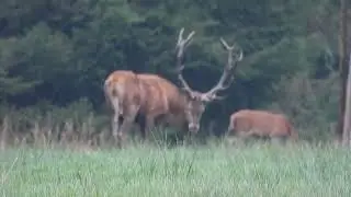 Ein König des Waldes