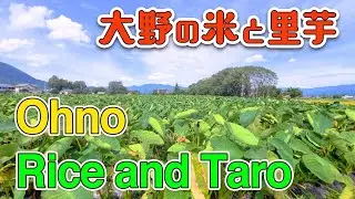 Fukui Ono taro, Onojo and Inaho Ono taro is delicious　福井大野の里芋と大野城と稲穂