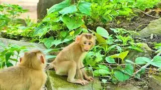 Today, an abandoned female pigtail monkey was released at the Sovana, sized as big as a baby mollie