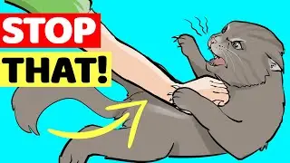 10 Things Your Cat Hates About You
