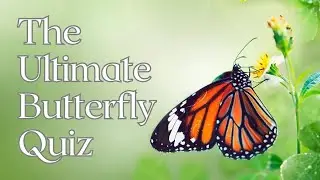 【Fun Trivia Quiz】Butterfly Trivia Quiz!