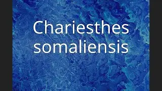 Chariesthes somaliensis