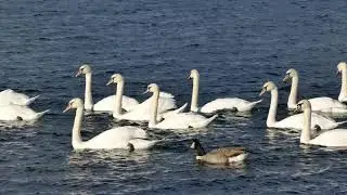 White Swans in the lake