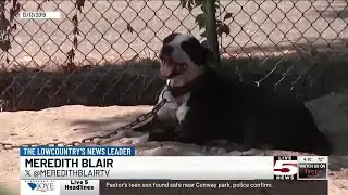 VIDEO: Future undecided for Dorchester County-owned animal shelter