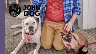 Jak przygotować psa na pojawienie się kota? &ndash; TRENING PSA &ndash; John Dog