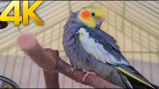 GREY  COCKATIEL PREENING NATURAL COCKATIEL BIRD SOUNDS 4k UHD 60fps