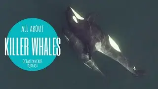 #35 How Killer Whales evolved to Eat Great White Shark Livers with Michael Weiss