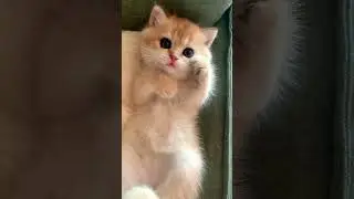 🫶🏻 #fascinatingfelines #cat #kitten #cuteanimal #felinefascination #catlover #cutecat #catcute