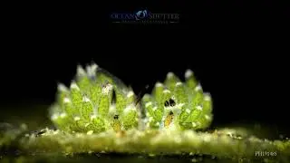Shaun the Sheep Nudibranch
