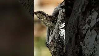 Bird nesting in tree #shorts #youtubeshorts #smilewithnature