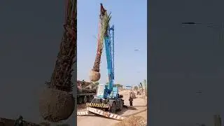 Date palm Transplanting #agriculture  #datepalm  #plants #trending #landscaping