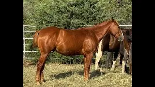 Smooth Dualen Cat - 2022 AQHA & APHA Colt - Free Movement