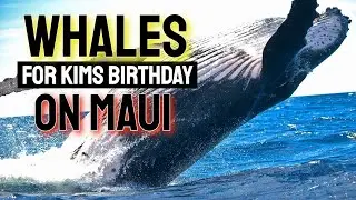 WHALE WATCHING on Maui, Hawaii for Kim's Birthday