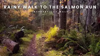 Peaceful Rainy Autumn Hike During the Salmon Run 4K | Interpretive Walk