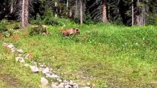 Grizzly Encounter in Canada, Moraine Lake, Banff, Sulphur Mountain July 17 2011 (2).MOV